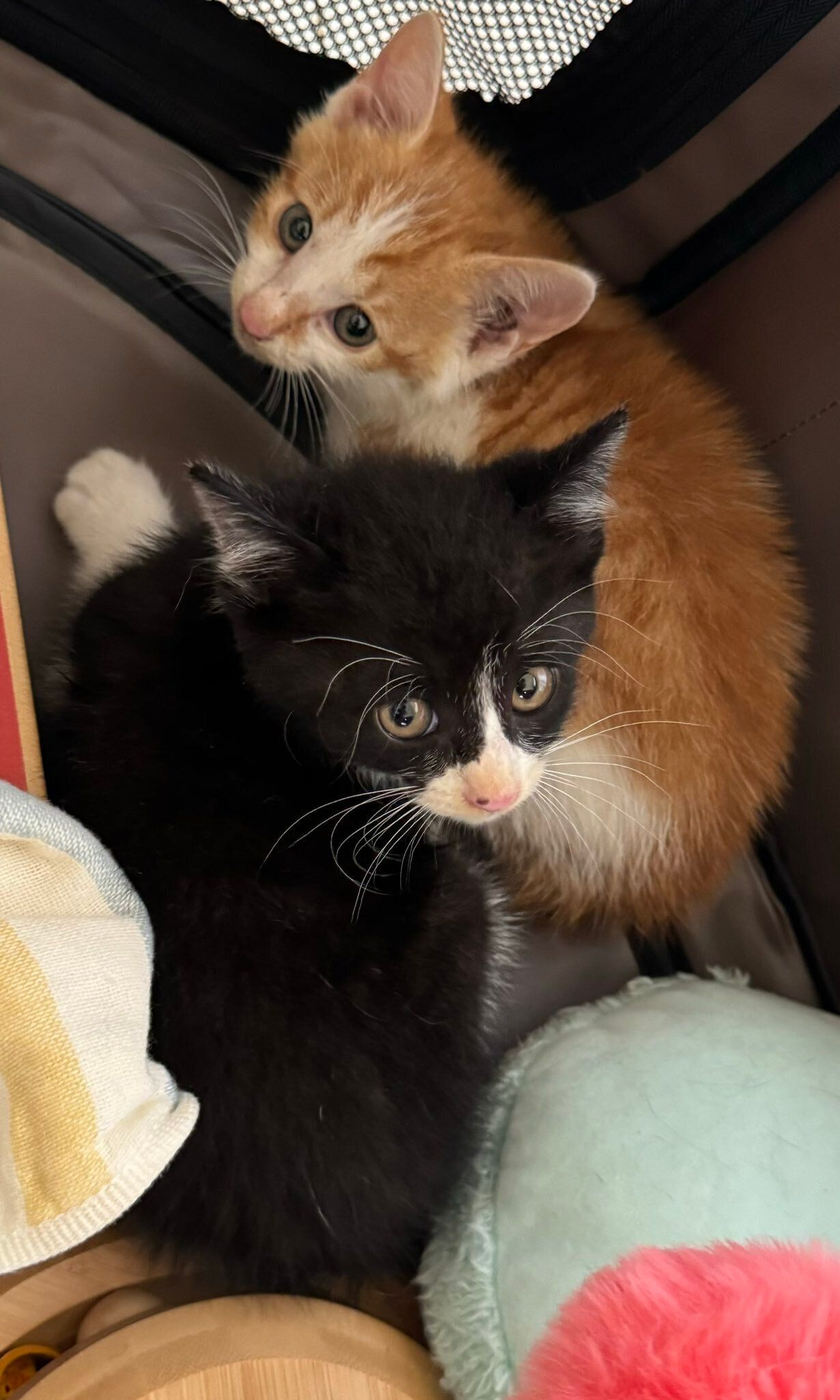 飼い主を見る2匹の子猫