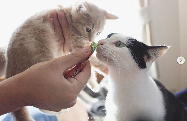 パンきゅんとねくすちゃん