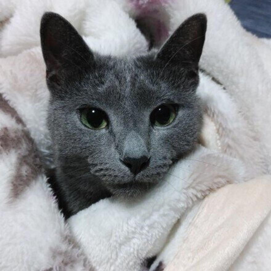 静電気は猫も痛い 愛猫を静電気から守る方法とは ねこのきもちweb Magazine 静電気は猫も痛い 愛猫を静電気から守る方法とは ねこのきもちweb Magazine