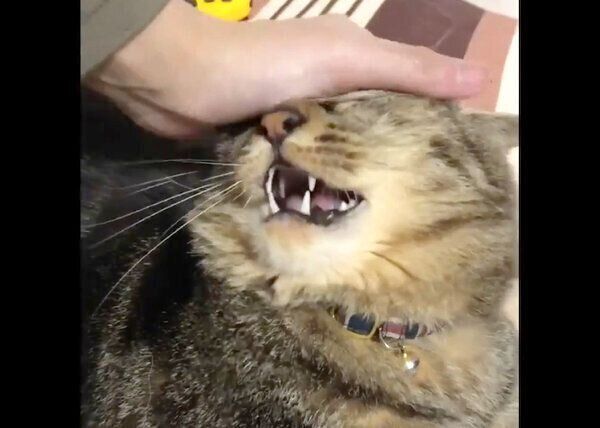 ナデナデしてもらうイサムちゃん