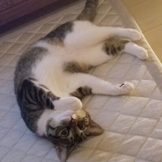 転がる姫ちゃん（MIX）