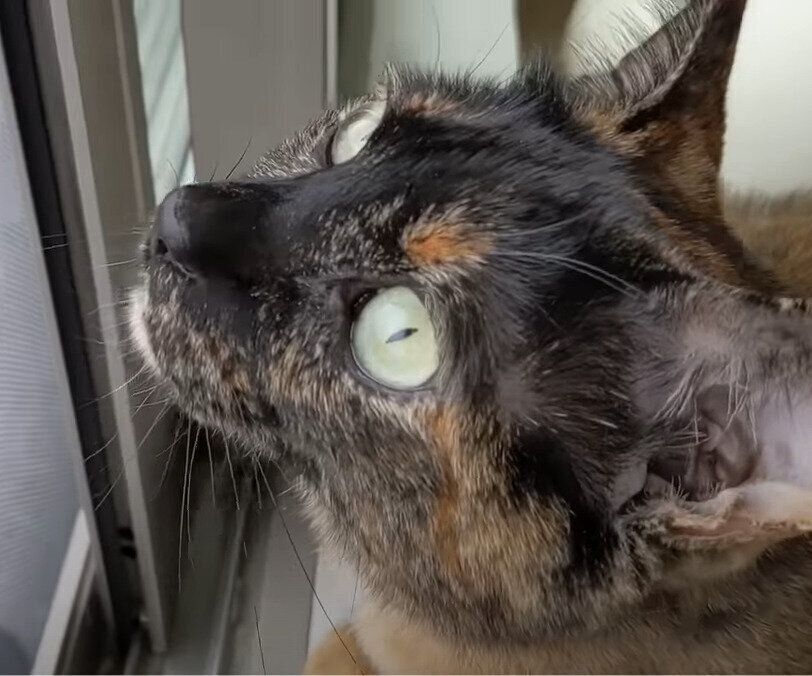 ねこ　モモちゃん