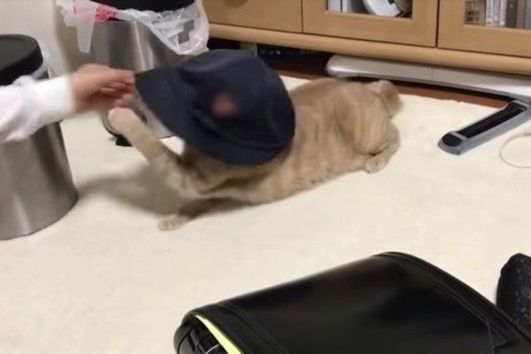 帽子大好きニャンコ