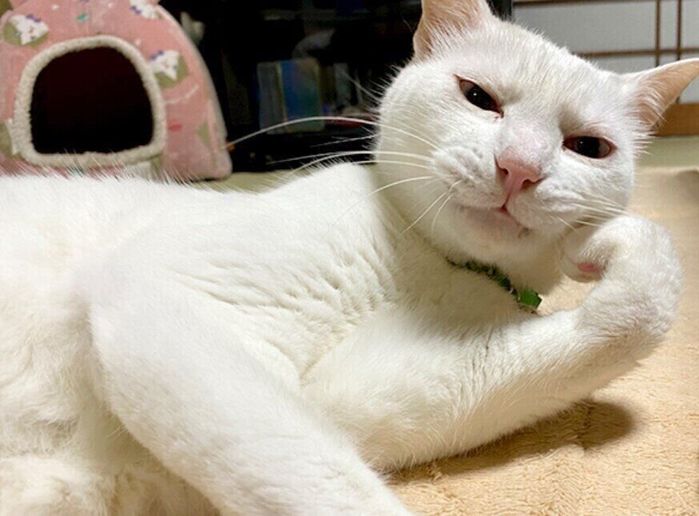 片方の前脚を曲げて寝そべる猫