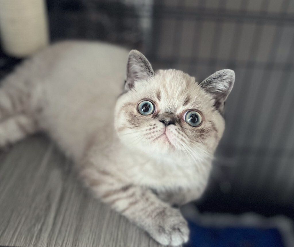 生後3カ月のエキゾチックショートへアの子猫