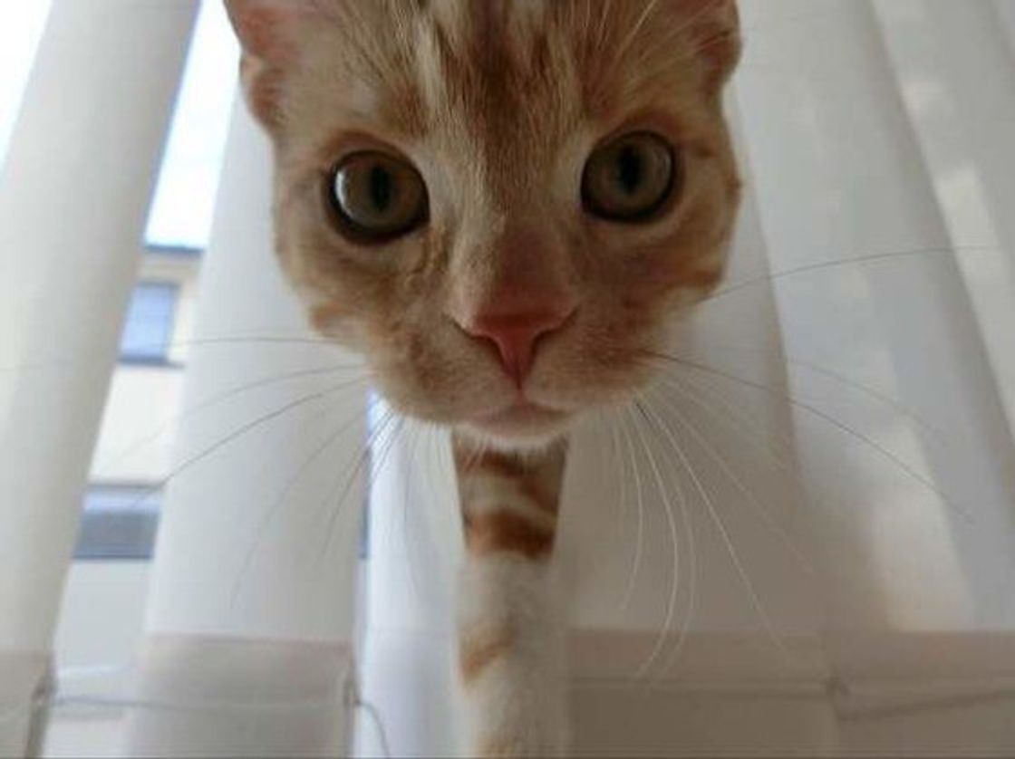 猫の 嫌い を知ってしっかり対策を 2大猫の嫌いなこととは ねこのきもちweb Magazine 猫の 嫌い を知ってしっかり対策を 2大猫の嫌いなこととは ねこのきもちweb Magazine