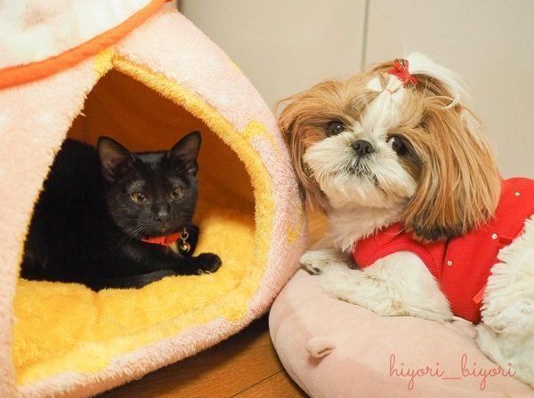 黒猫の月ちゃんとシー・ズーのひよりちゃん