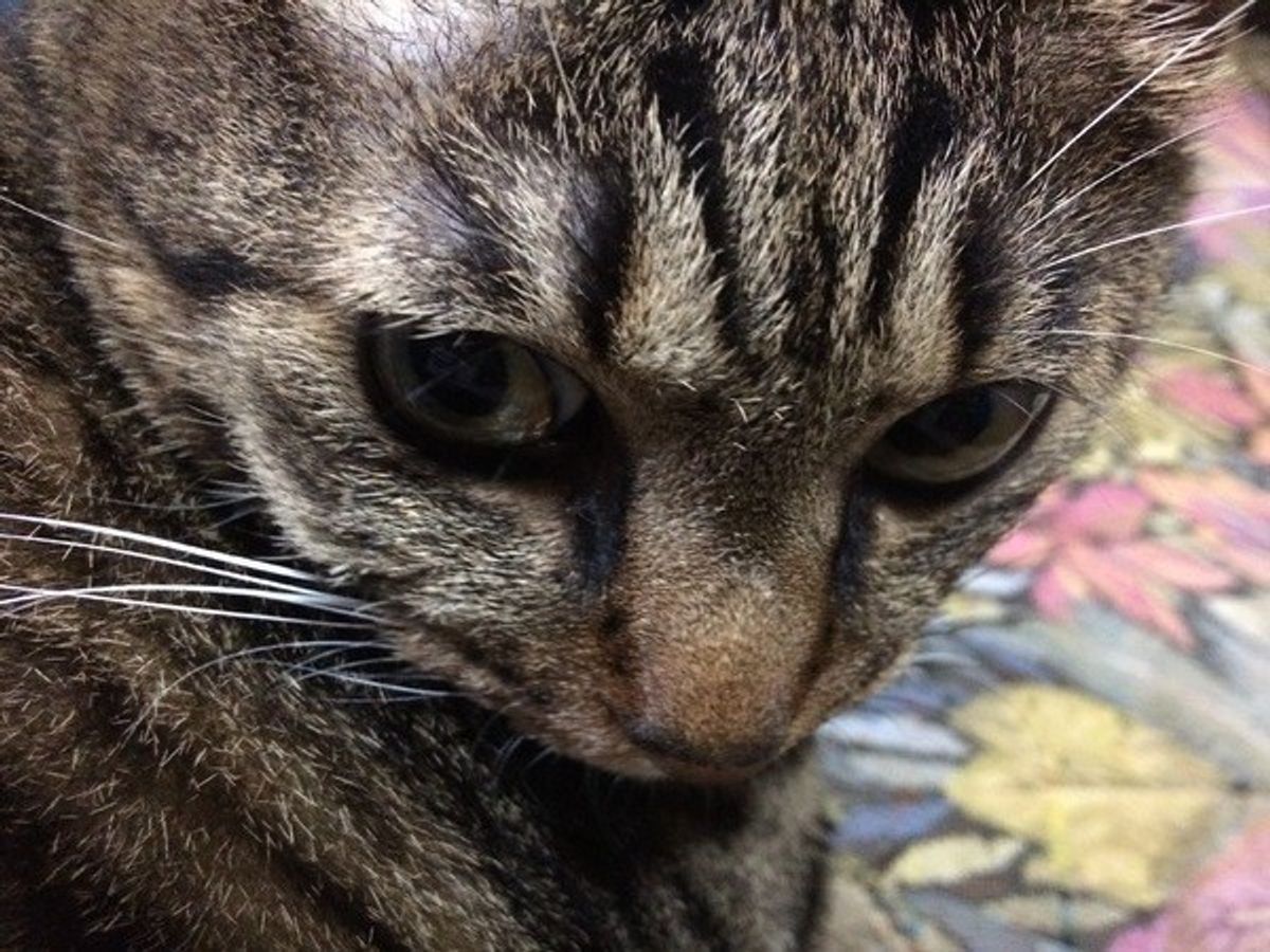 愛猫が乾いた咳をしだしたら要注意 猫風邪は厄介な病気です ねこのきもちweb Magazine 愛猫が乾いた咳をしだしたら要注意 猫風邪は厄介な病気です ねこのきもちweb Magazine