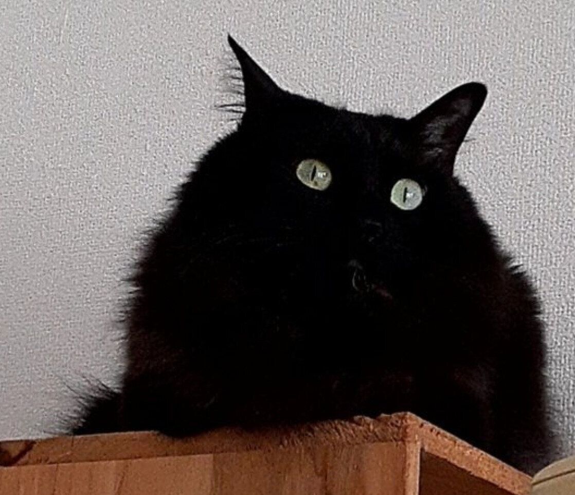 飼い主さんのそばでくつろぐひまわりちゃん