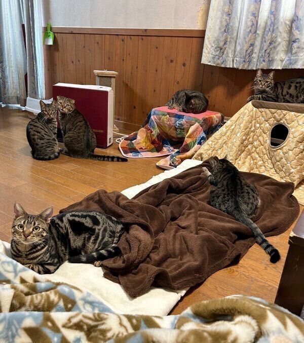 まったりする猫たち