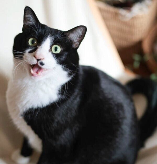 カメラ目線で挨拶するドッピオくん。