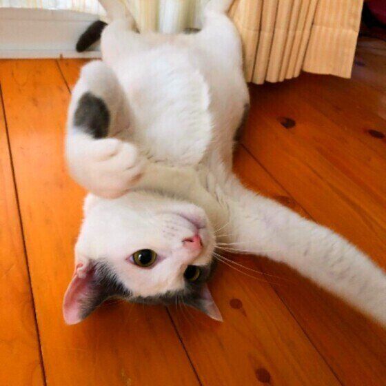 Mix（黒×白）のたまくん♪