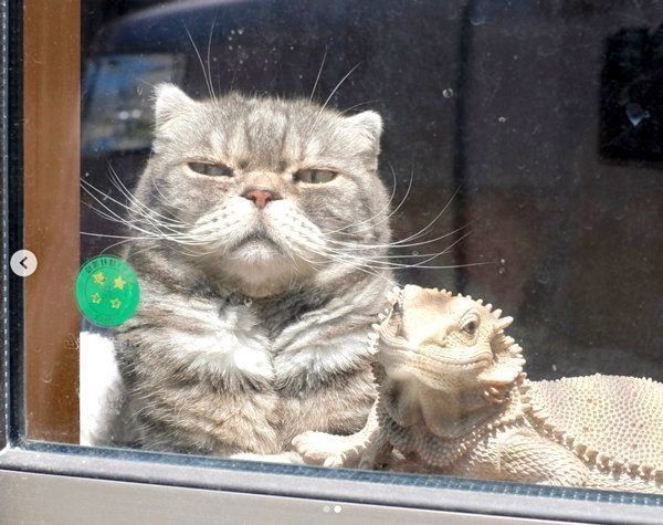 味のある表情を見せるスコティッシュフォールド