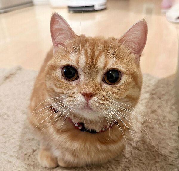 見つめるたるたるちゃん