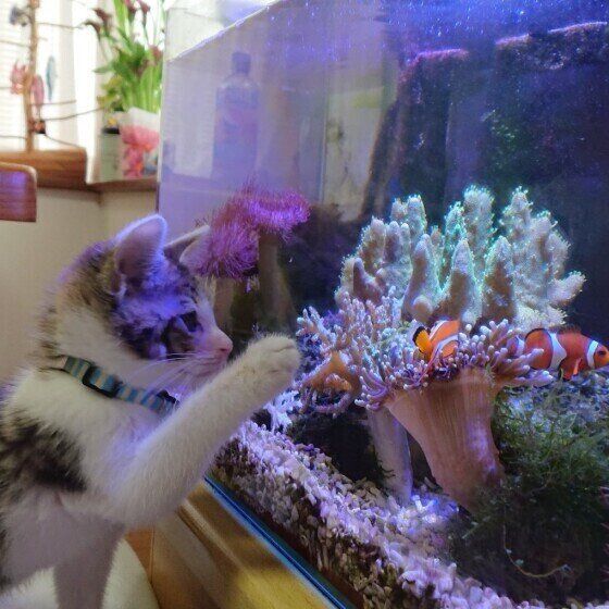 水槽を見る猫（MIX、オス）