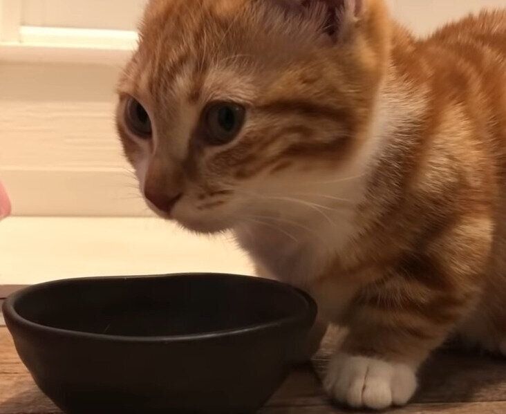 ご飯を食べる猫