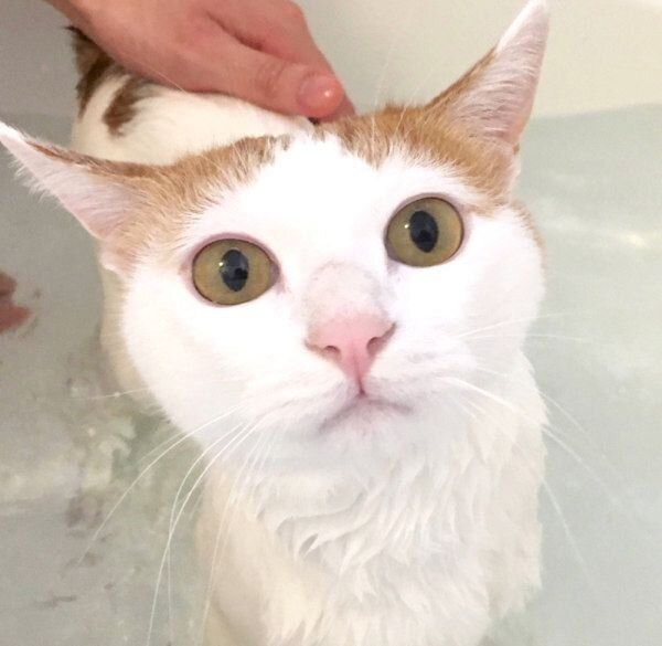 お風呂に入る猫