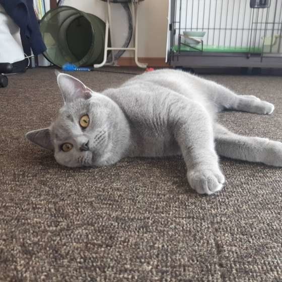 寝転がるシャルトリュー