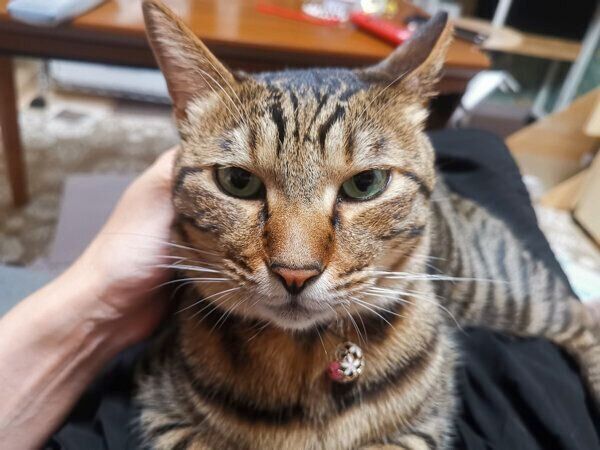 甘える大福くん