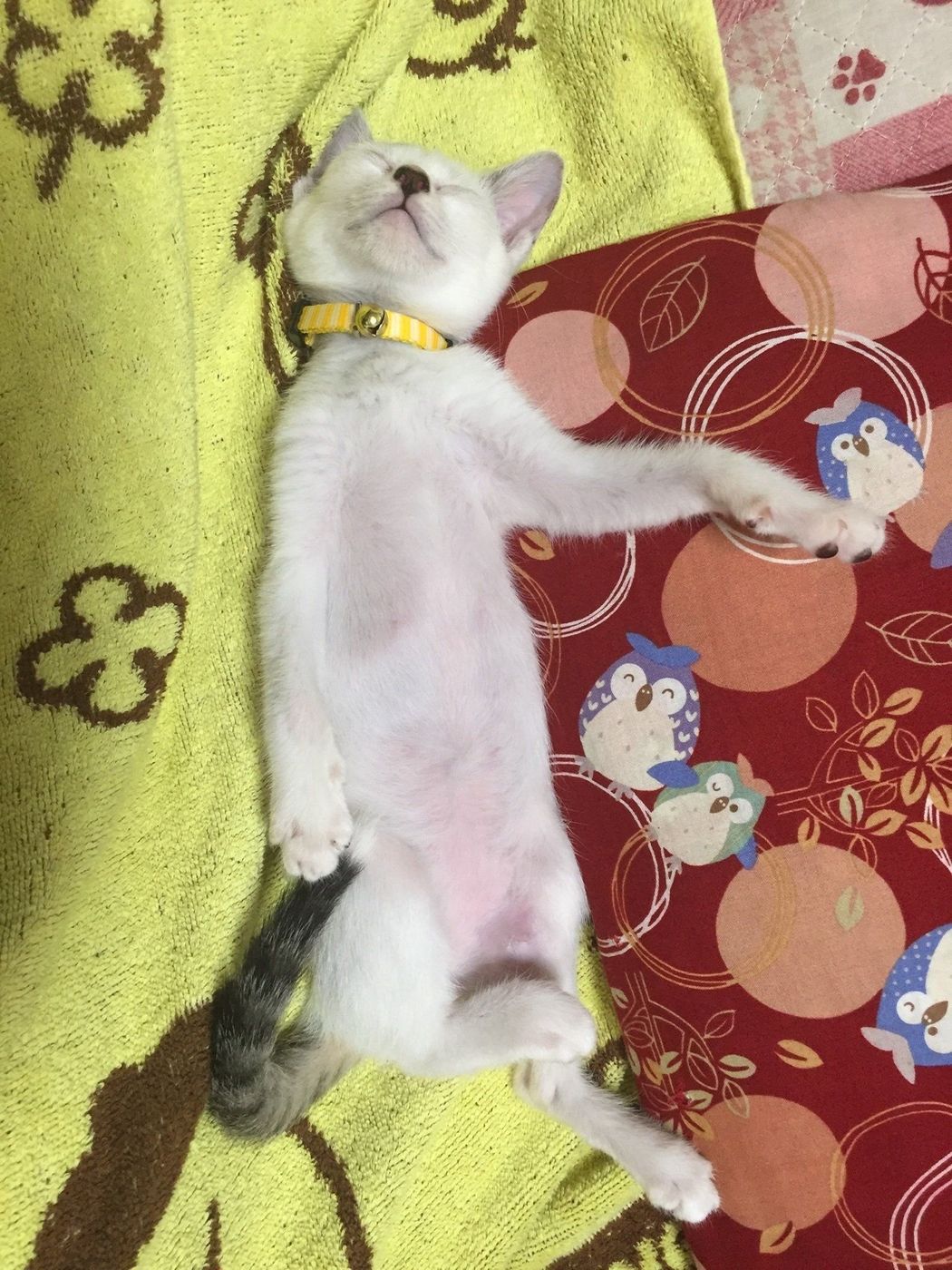 猫嫌いだったなんてウソみたい 夫がポッケちゃん命になるまで ねこのきもちweb Magazine 猫嫌いだったなんてウソみたい 夫がポッケちゃん命になるまで ねこのきもちweb Magazine