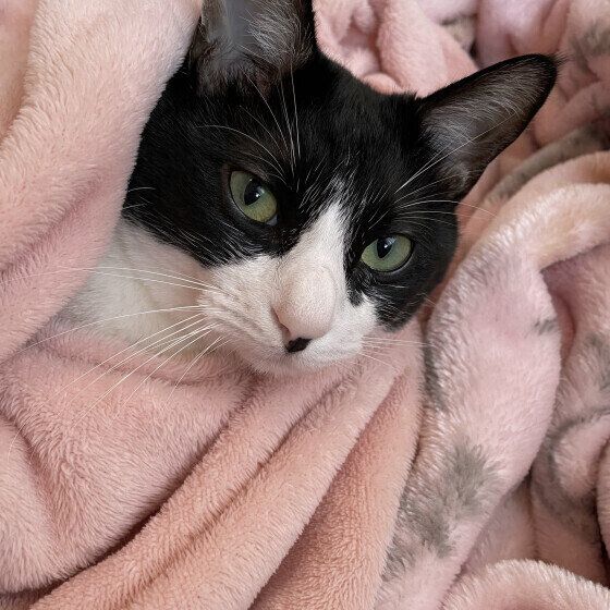 Mix（黒×白）のみるくくん♪