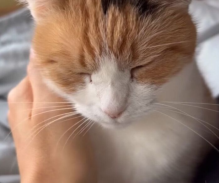 飼い主さんに甘えるミケちゃん