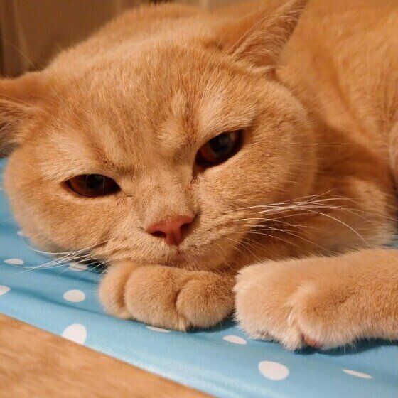 くつろぐブリティッシュショートヘア