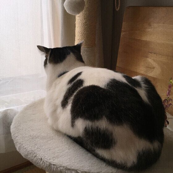 黒白のうしまるくん