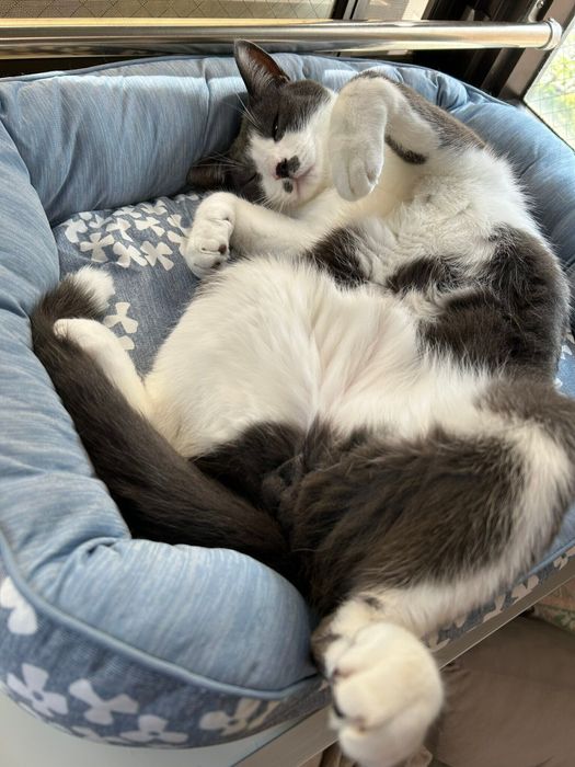 眠っている猫