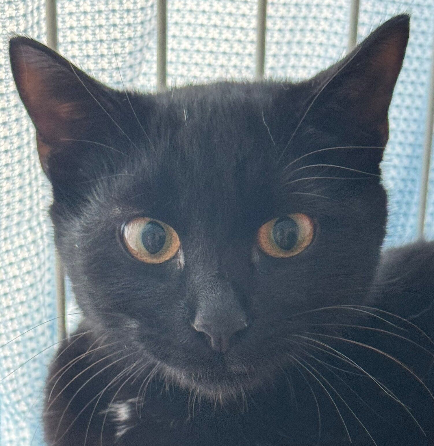 新入り猫・つくだにちゃん