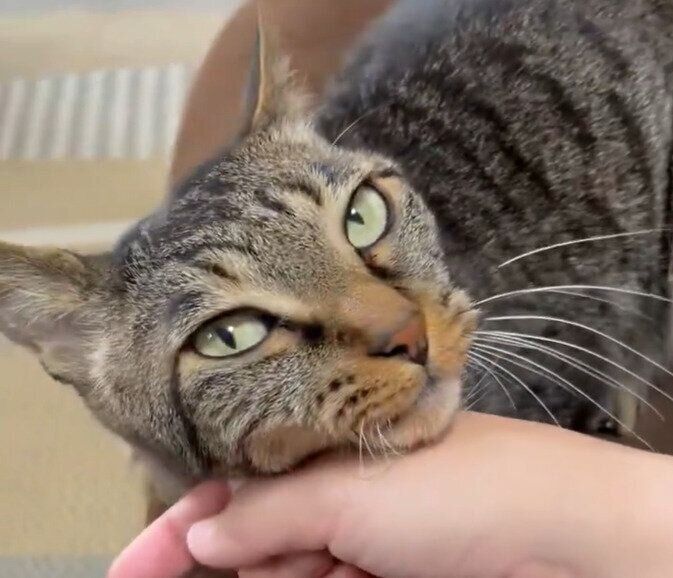 飼い主の手にスリスリする猫