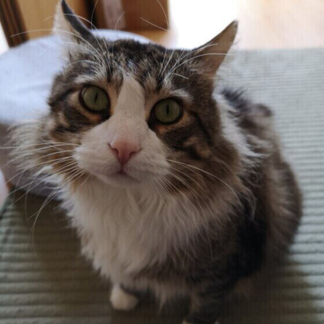 メインクーンの特徴と性格 飼い方 価格相場など 猫図鑑 ねこのきもちweb Magazine メインクーンの特徴と性格 飼い方 価格相場など 猫図鑑 ねこのきもちweb Magazine