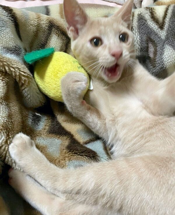 じゃれるダニエルくん