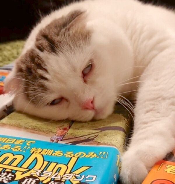 漫画本を枕にするライくん