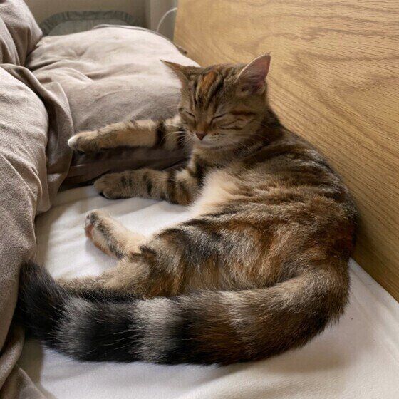 ブラウンタビーのじじちゃん