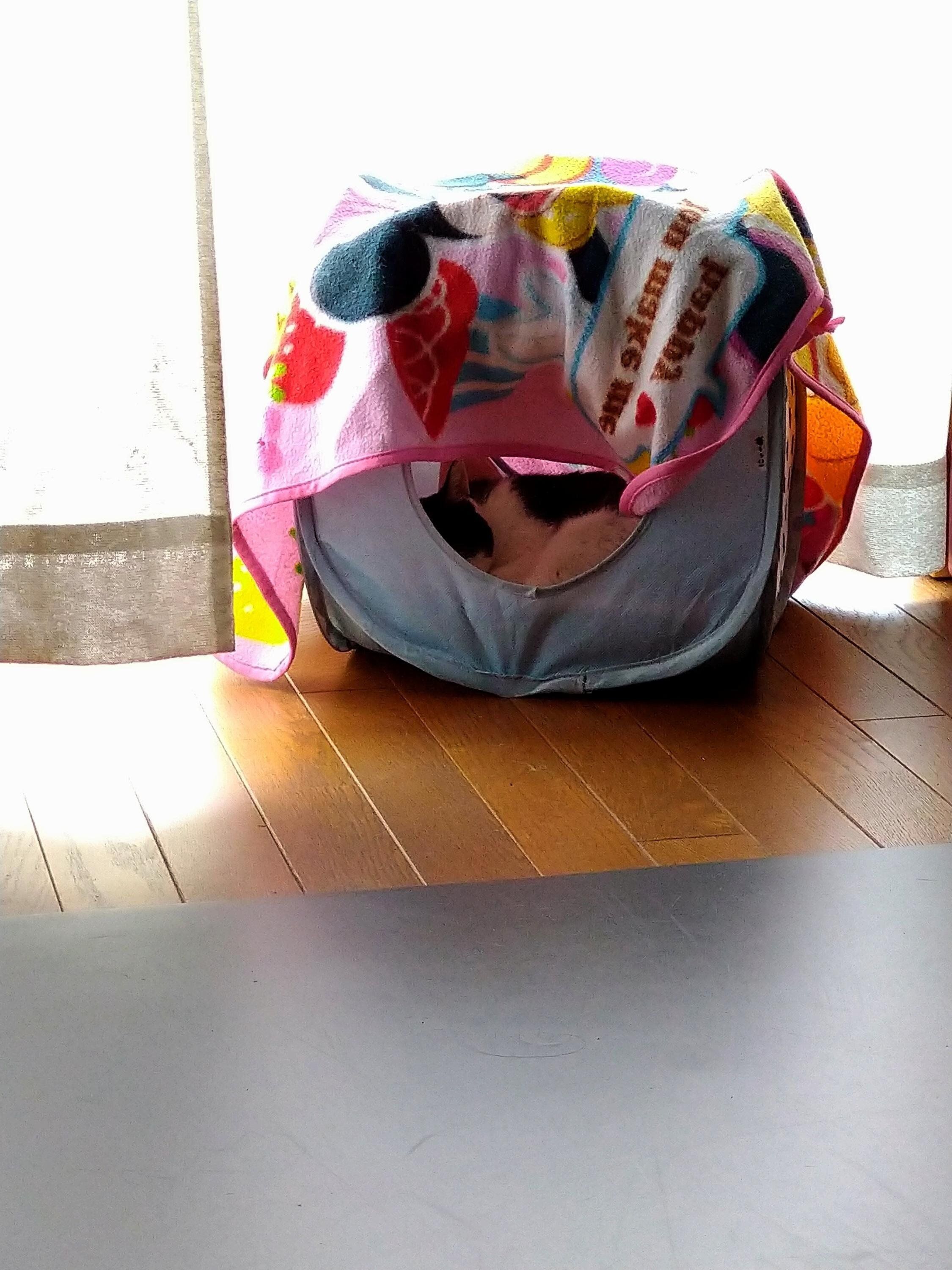 にゃー キューブ型キャットテントで眠る猫さん