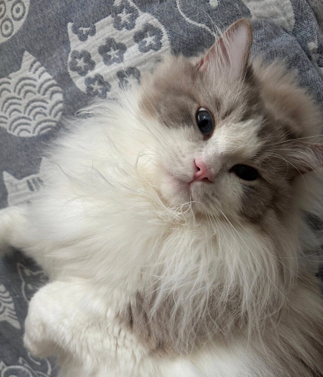 飼い主さんと一緒に寝るしろくん