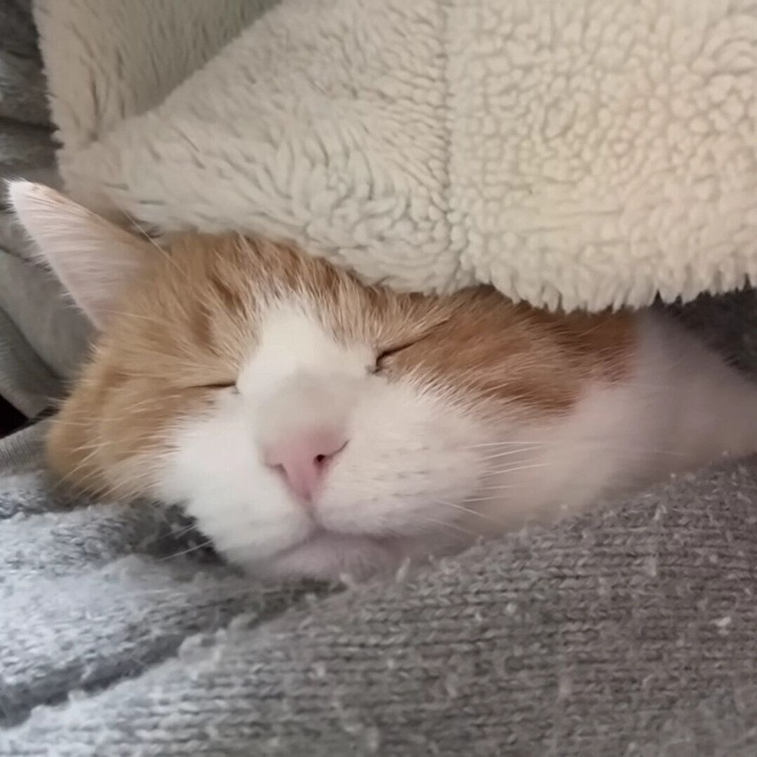 うとうとと目を閉じるミケちゃん