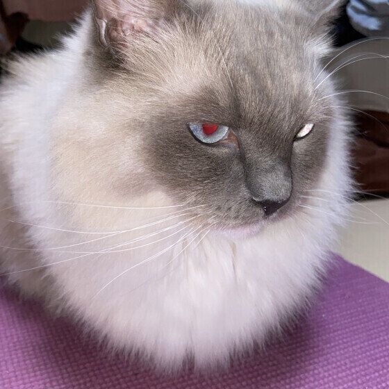 ラグドールの五右衛門くん