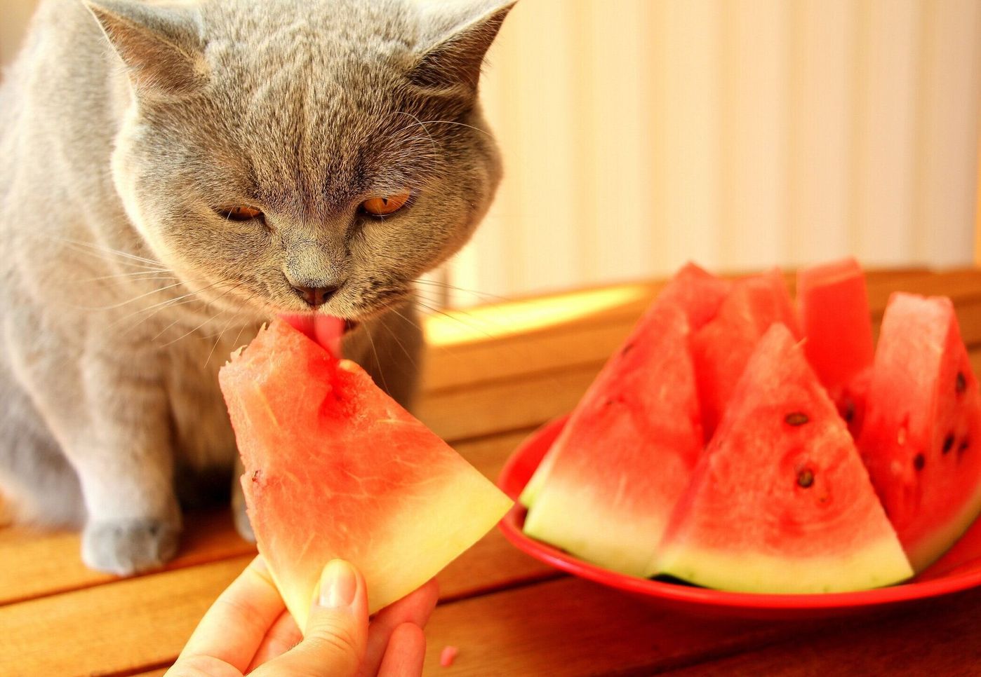 獣医師監修 猫にスイカを与えても大丈夫 スイカを食べるメリットと与え方を解説 ねこのきもちweb Magazine 獣医師監修 猫にスイカを与えても大丈夫 スイカを食べるメリットと与え方を解説 ねこのきもちweb Magazine