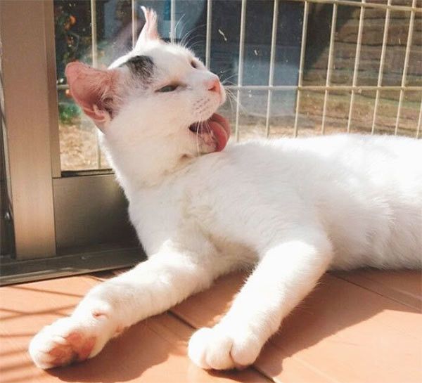 毛づくろいする猫