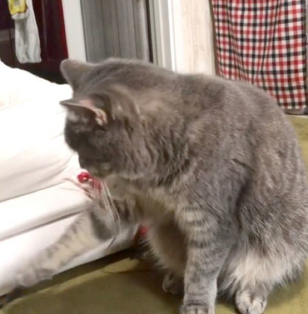 「遊ぼう」と飼い主さんを誘うあぽろくん