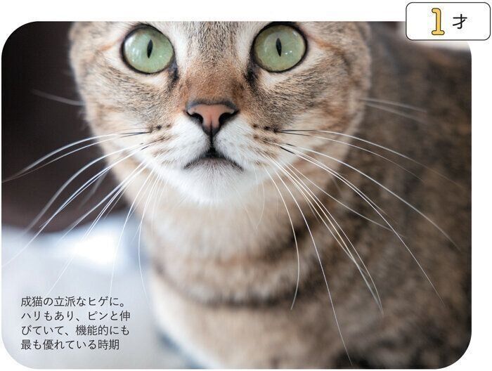 成猫のヒゲ