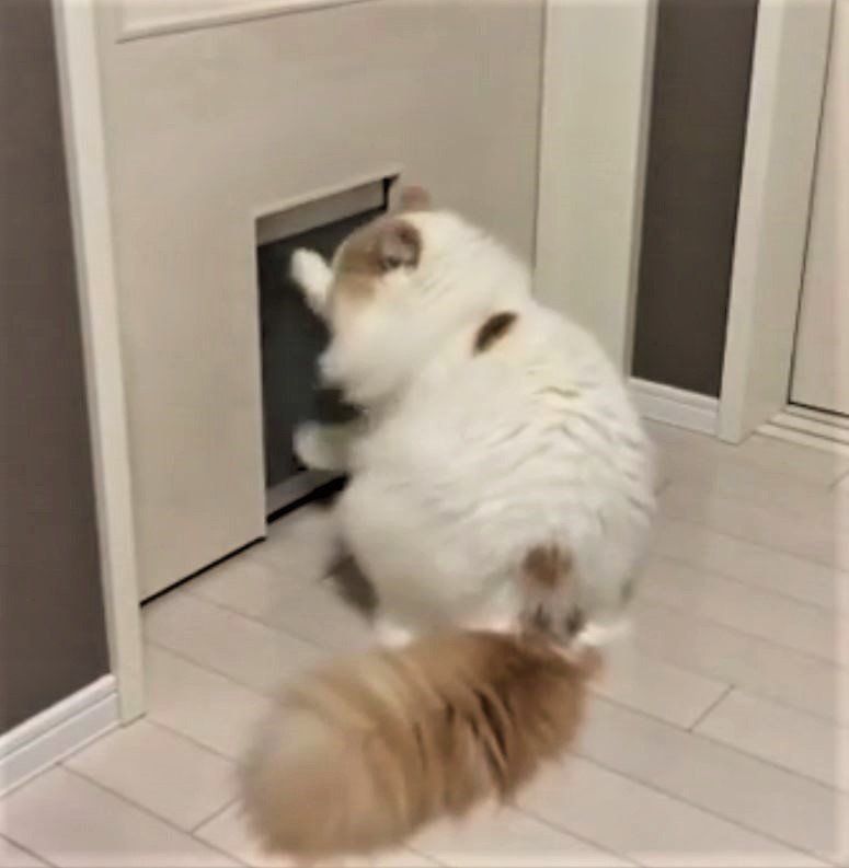 スコティッシュフォールド