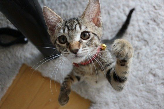 おもちゃで遊ぶマンチカン