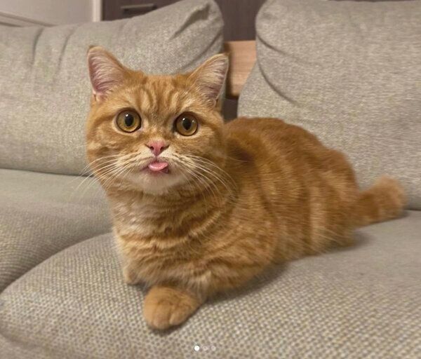 舌をしまい忘れるメリダちゃん