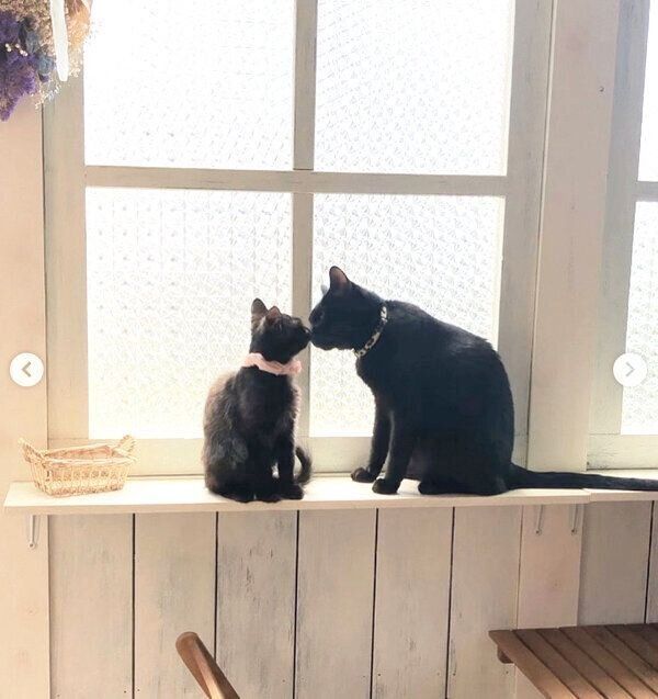 クレアちゃんと先住猫・ノアくん