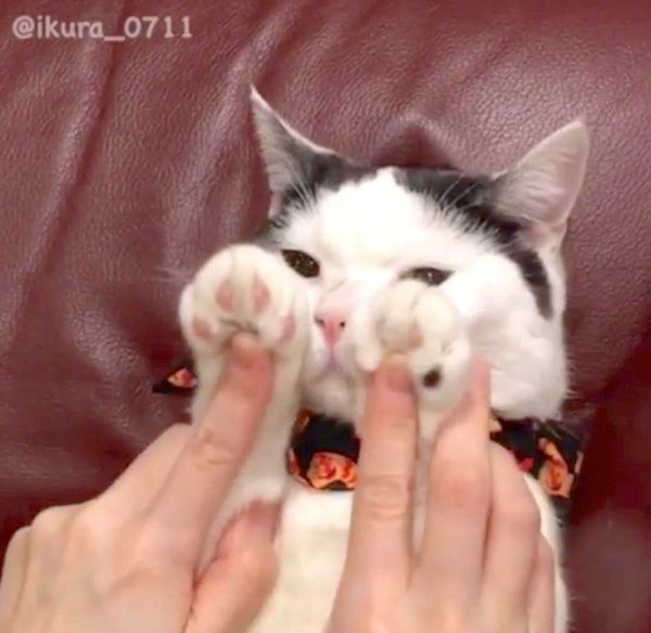 マッサージをしてもらう猫