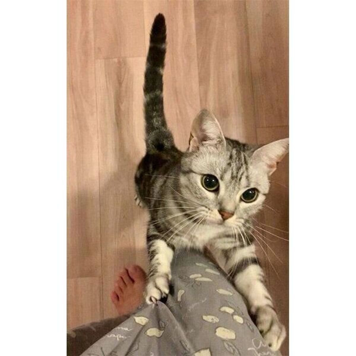 仕事が休みの日なのに どこにも行っちゃダメにゃ と飼い主の足にしがみつく猫が愛おしいと話題 ねこのきもちweb Magazine 仕事が休みの日なのに どこにも行っちゃダメにゃ と飼い主の足にしがみつく猫が愛おしいと話題 ねこのきもちweb Magazine