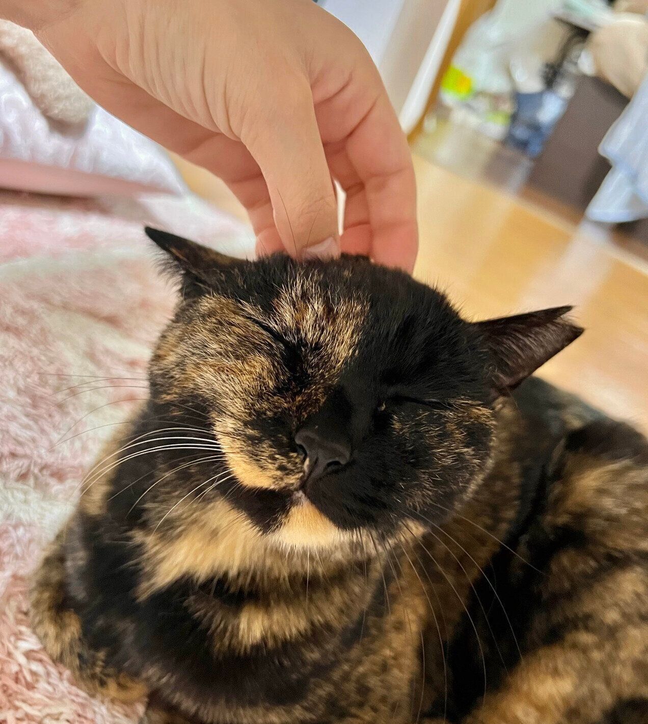 なでられて嬉しそうなくるみちゃん